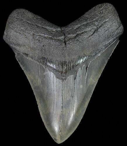 Serrated, Fossil Megalodon Tooth - South Carolina #70768